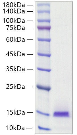Recombinant Human BCEI/PS2/TFF1 Protein was determined by SDS-PAGE under reducing conditions with Coomassie Blue.