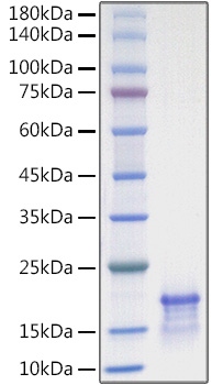 Recombinant Human CCL21/6Ckine Protein was determined by SDS-PAGE under reducing conditions with Coomassie Blue.