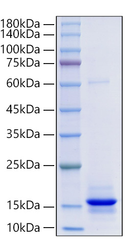 Recombinant Human/Mouse/Rat mature Activin A/INHBA Protein was resolved with SDS PAGE under reducing (R) and non-reducing (NR) conditions.