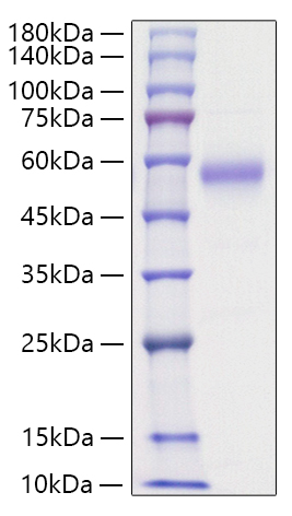 Recombinant Human IL-5RA/CD125 Protein was determined by SDS-PAGE under reducing conditions with Coomassie Blue.
