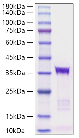 Recombinant human IGFBP-5 Protein was determined by SDS-PAGE under reducing conditions with Coomassie Blue.