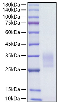 Recombinant Human CD7 Protein was determined by SDS-PAGE under reducing conditions with Coomassie Blue.