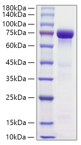 Recombinant Human HRG/HPRG Protein was determined by SDS-PAGE under reducing conditions with Coomassie Blue.