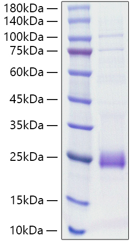 Recombinant Rat IL-1 beta Protein was determined by SDS-PAGE under reducing conditions with Coomassie Blue.