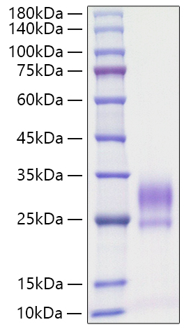 Recombinant Rat IL-3 Protein was determined by SDS-PAGE under reducing conditions with Coomassie Blue.