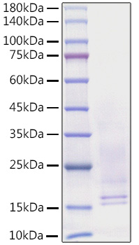 Recombinant Human Beta-nerve growth factor/NGFB Protein was determined by SDS-PAGE under reducing conditions with Coomassie Blue.