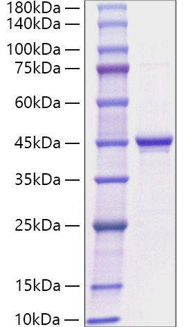 Recombinant Human GHRL/MTLRP Protein was determined by SDS-PAGE under reducing conditions with Coomassie Blue.