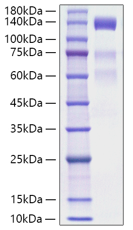 Recombinant Human VEGFR-3/FLT-4 Protein was determined by SDS-PAGE under reducing conditions with Coomassie Blue.