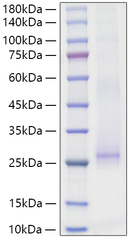 Recombinant Mouse IL-25/IL-17E Protein was determined by SDS-PAGE under reducing conditions with Coomassie Blue.