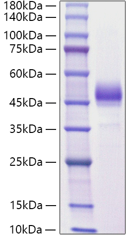 Recombinant Mouse ALK-4/ACVR1B Protein was determined by SDS-PAGE under reducing conditions with Coomassie Blue.