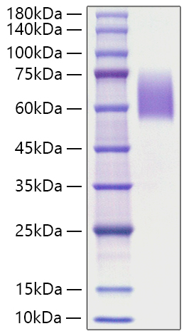 Recombinant Human Microtubule-associated protein tau/MAPT Protein was determined by SDS-PAGE under reducing conditions with Coomassie Blue.