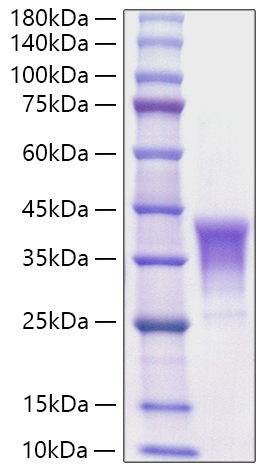 Recombinant Human TNFSF8/CD30 Ligand/CD153 Protein was determined by SDS-PAGE under reducing conditions with Coomassie Blue.
