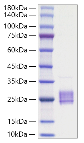 Recombinant Mouse IL-23A/IL-23 p19 Protein was determined by SDS-PAGE under reducing conditions with Coomassie Blue.