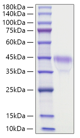 Recombinant Mouse R-spondin-1/RSPO1 Protein was determined by SDS-PAGE under reducing conditions with Coomassie Blue.