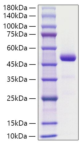 Recombinant Human Chemerin/RARRES2 Protein was determined by SDS-PAGE under reducing conditions with Coomassie Blue.