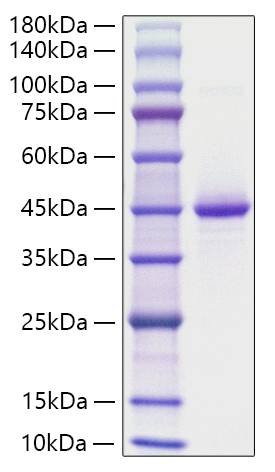 Recombinant Human Neurogranin/NRGN Protein was determined by SDS-PAGE under reducing conditions with Coomassie Blue.