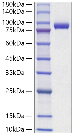 Recombinant Human IL1RAPL-2 Protein was determined by SDS-PAGE under reducing conditions with Coomassie Blue.