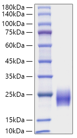 Recombinant Human FSH Beta Protein was determined by SDS-PAGE under reducing conditions with Coomassie Blue.
