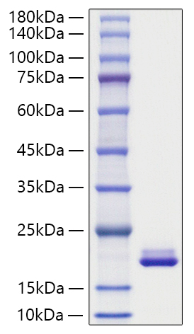 Recombinant Mouse MYDGF Protein was determined by SDS-PAGE under reducing conditions with Coomassie Blue.