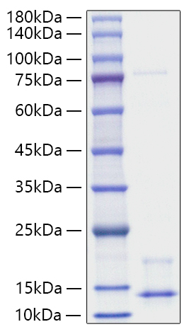 Recombinant Human Pro-neuregulin-1/NRG1 (Beta1) Protein was determined by SDS-PAGE under reducing conditions with Coomassie Blue.