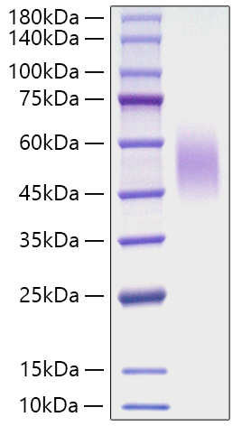 Recombinant Mouse CD200R1 Protein was determined by SDS-PAGE under reducing conditions with Coomassie Blue.