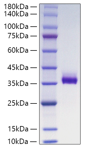 Recombinant Human Angiopoietin-like 3/ANGPTL3(237-460) Protein was determined by SDS-PAGE under reducing conditions with Coomassie Blue.