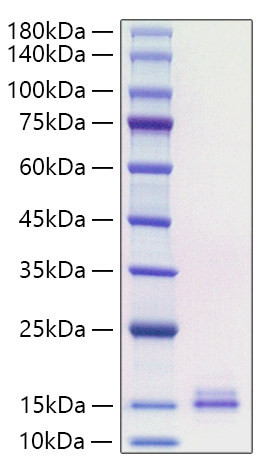Recombinant Human CCL19/MIP-3 beta Protein was determined by SDS-PAGE under reducing conditions with Coomassie Blue.