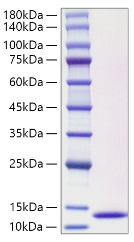 Recombinant Human CCL3L1 Protein was determined by SDS-PAGE under reducing conditions with Coomassie Blue.