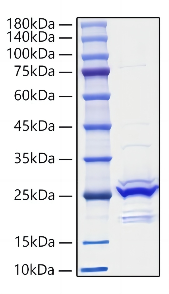 Recombinant Mouse FGF-9 Protein was determined by SDS-PAGE under reducing conditions with Coomassie Blue.