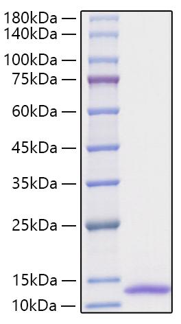 Recombinant Human CXCL1/GRO-alpha Protein was determined by SDS-PAGE under reducing conditions with Coomassie Blue.