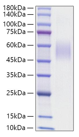 Recombinant Mouse MSR1/CD204 Protein was determined by SDS-PAGE under reducing conditions with Coomassie Blue.