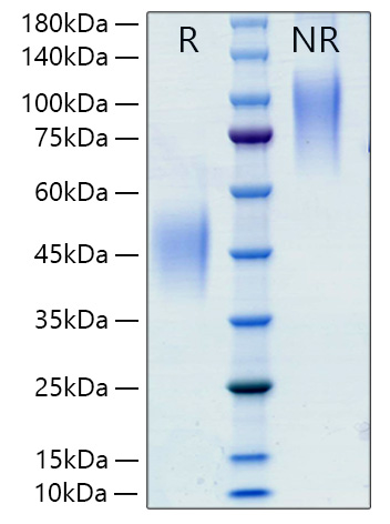 Recombinant Rat CSF-1/M-CSF Protein was determined by SDS-PAGE under reducing (R) and non-reducing (NR) conditions.