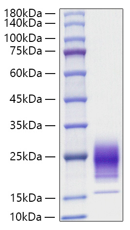 Recombinant Rat IL-5 Protein was determined by SDS-PAGE under reducing conditions with Coomassie Blue.