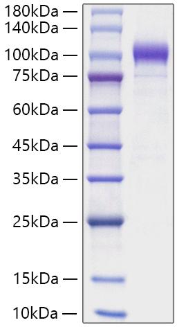 Recombinant Human Semaphorin-6A/SEMA6A Protein was determined by SDS-PAGE under reducing conditions with Coomassie Blue.