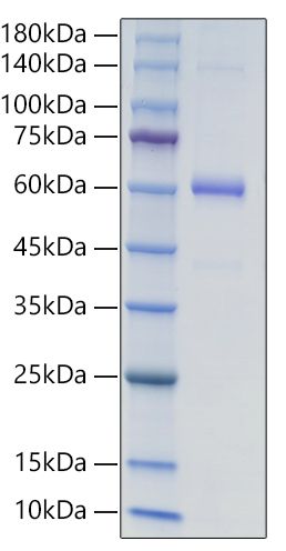Recombinant Human Collagen XV alpha 1/COL15A1 (S1195F) protein was determined by SDS-PAGE under reducing conditions with Coomassie Blue.