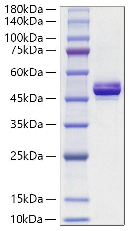 Recombinant Human ApolipoproteinA-IV/APOA4 Protein was determined by SDS-PAGE under reducing conditions with Coomassie Blue.