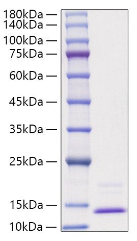 Recombinant Human CCL3/MIP-1 alpha Protein was determined by SDS-PAGE under reducing conditions with Coomassie Blue.