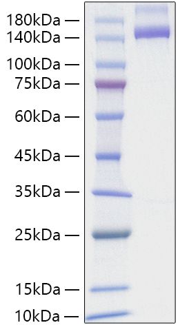 Recombinant Human Neuropilin-2/NRP2/VEGF165R2 Protein was determined by SDS-PAGE under reducing conditions with Coomassie Blue.