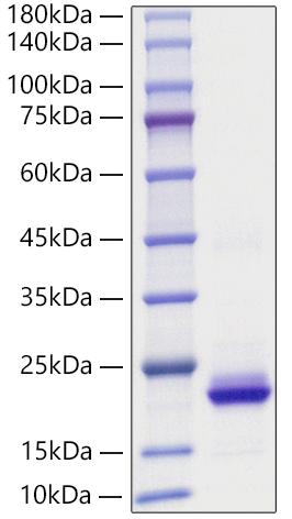 Recombinant Human CXCL2/MIP-2 Protein was determined by SDS-PAGE under reducing conditions with Coomassie Blue.