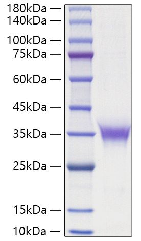 Recombinant Rat Erythropoietin/EPO Protein was determined by SDS-PAGE under reducing conditions with Coomassie Blue.