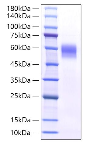 Recombinant Mouse IL-6RA/CD126 Protein was determined by SDS-PAGE under reducing conditions with Coomassie Blue.