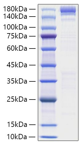 Recombinant Human ACE/CD143 Protein was determined by SDS-PAGE under reducing conditions with Coomassie Blue.