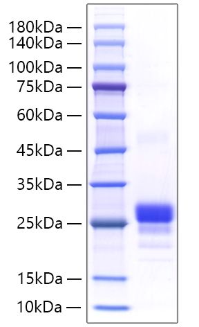 Recombinant Mouse TNFSF7/CD27 Ligand/CD70 Ligand Protein was determined by SDS-PAGE under reducing conditions with Coomassie Blue.
