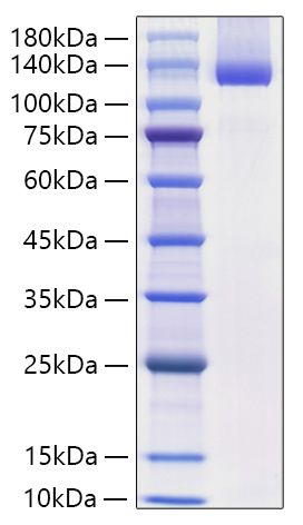 Recombinant Mouse Neuropilin-1/NRP1/VEGF165R/CD304 Protein was determined by SDS-PAGE under reducing conditions with Coomassie Blue.