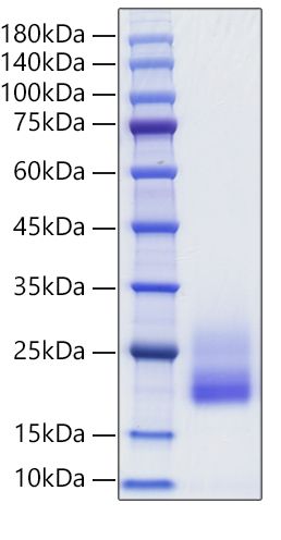 Recombinant Rat IL-4 Protein was determined by SDS-PAGE under reducing conditions with Coomassie Blue.