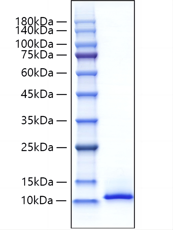 Recombinant Mouse CXCL12/SDF-1 Protein was determined by SDS-PAGE under reducing conditions with Coomassie Blue.