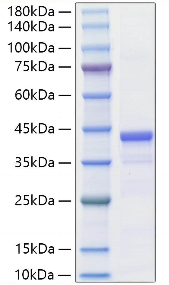 Recombinant Mouse IGF-II Protein was determined by SDS-PAGE under reducing conditions with Coomassie Blue.