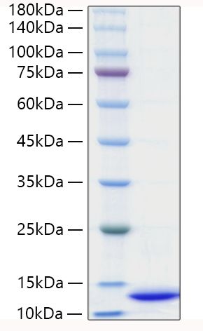 Recombinant Mouse CXCL2/MIP-2 Protein was determined by SDS-PAGE under reducing conditions with Coomassie Blue.