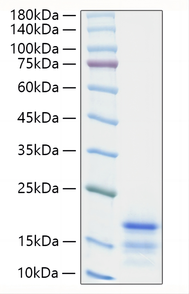Recombinant Mouse CCL21/6Ckine Protein was determined by SDS-PAGE under reducing conditions with Coomassie Blue.