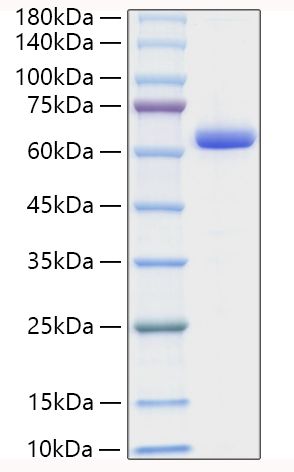 Recombinant Human Collagen I alpha 1/COL1A1 Protein was determined by SDS-PAGE under reducing conditions with Coomassie Blue.